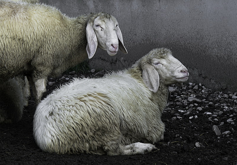 Allgäu 09 - 2014 - 20140915_0239 als Smartobjekt-1 Kopie.jpg - Die Einwohner des Museums